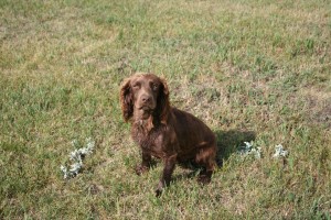 Absolute Gun Dogs English Cocker Spaniel for Sale Lenny