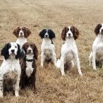 Field Champion Springers