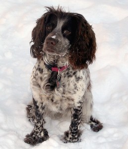 Cookie Field bred english cocker puppies for sale