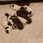 Stella xspiff pups