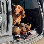 ND pheasant hunting English Cocker