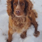 Hunting English Cocker Spaniels