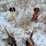 pheasant Specialist cocker Spaniel